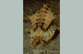 Baikal shrimp ( Acanthogammarus victorii )