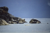 Baikal seals