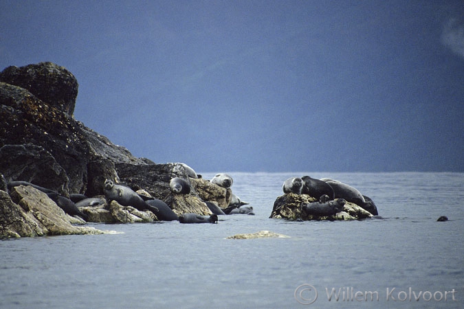 Baikal seals