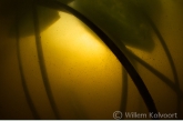 Waterlelie ( Nymphaea alba ) Zuidlaardermeer