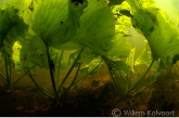 Onderwaterbladeren gele plomp ( Nuphar lutea ), Oude Amerdiep