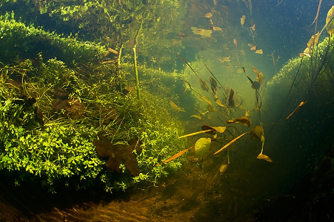 Floating pondweed, Oude Amerdiep