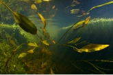 Floating pondweed ( Potamogeton natans ), Oude Amerdiep