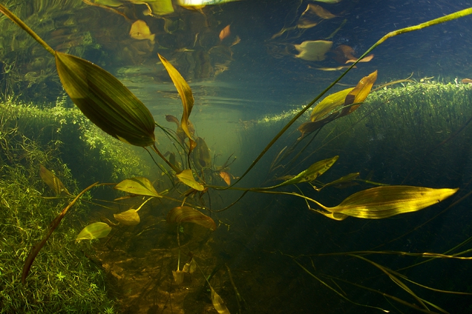 Floating pondweed ( Potamogeton natans ), Oude Amerdiep