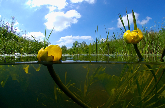 Yellow Water-lily ( Nuphar lutea ), Oude Amerdiep