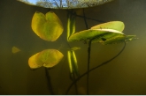 Yellow Water-lily ( Nuphar lutea ), Friesche Veen
