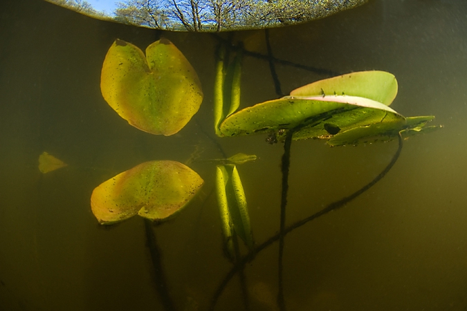 Yellow Water-lily ( Nuphar lutea ), Friesche Veen