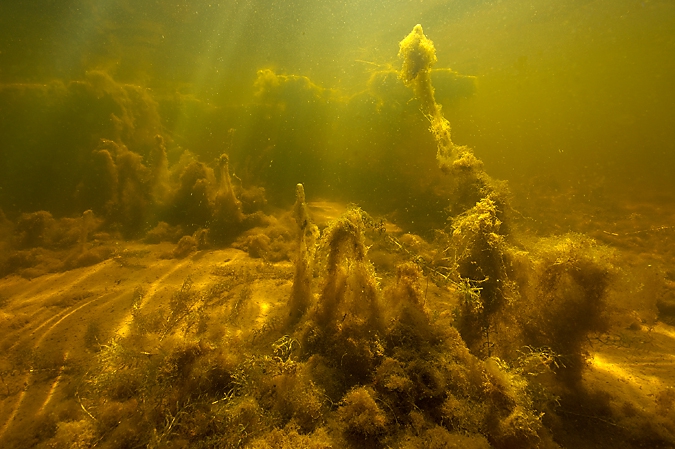Algae form mysterious landscapes
