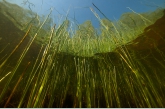 Common Reed ( Phragmites australis ), Rheebruggen
