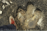 The footprint of the Iguanodont