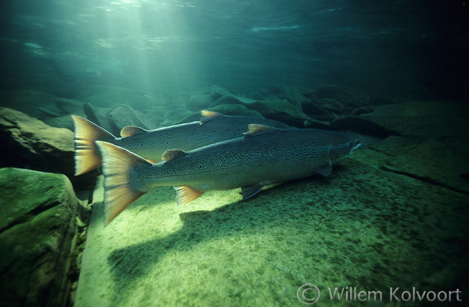 Resting Atlantic salmon ( Salmo salar )