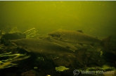 Salmon in a lowland-river