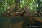 Plankwortelboom in een oerwoudkreek