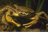 Fresh-water crab