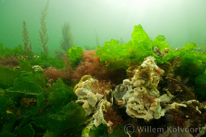 Landscape with sea squirt and sea lettuce ( Ulva lactuca )