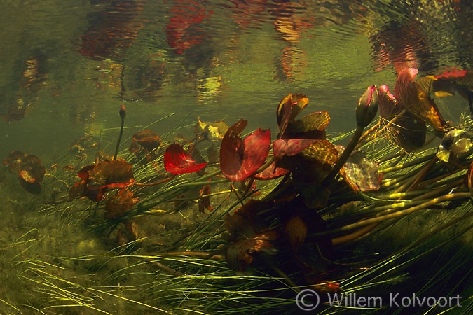 Rode waterlelies in de stroom