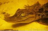 Jonge brilkaaiman ( Caiman crocodilus )
