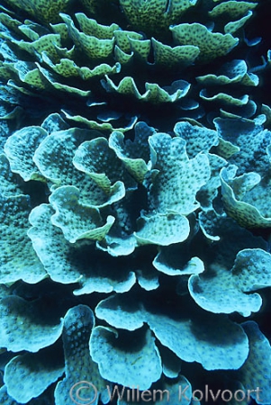 Lettuce-coral