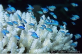 Blauwe visjes op gebleekt koraal