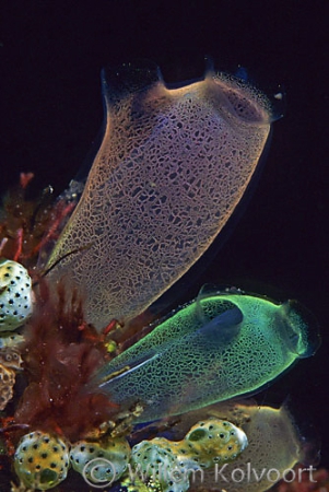 Translucent sea-squirts