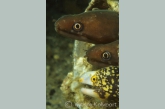 Young Moray-eels in a beer-tin