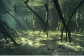 Roots of the mangrove