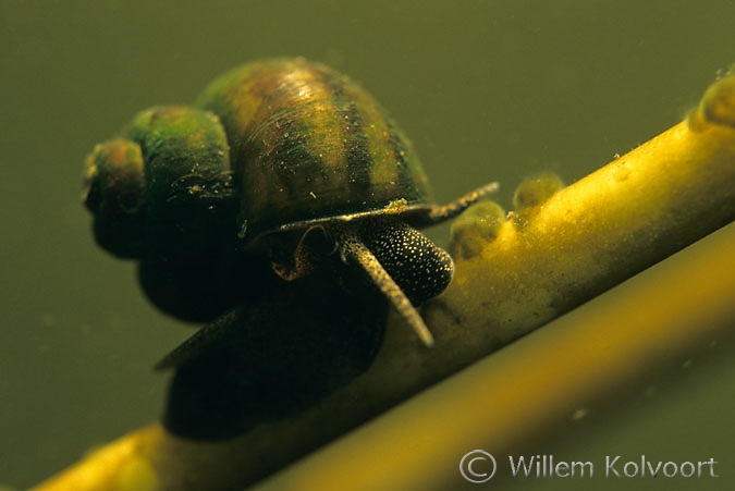 River snail ( Viviparus contectus )