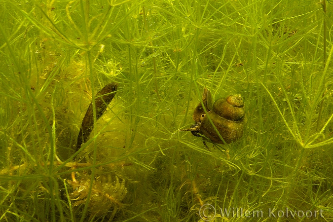 River snail ( Viviparus contectus ) in the stonewort
