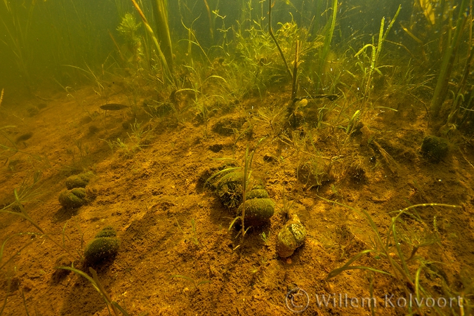 Ditch landscape with River snails ( Viviparus contectus )