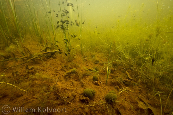 Ditch landscape with River snails ( Viviparus contectus ), pond snails and tadpoles