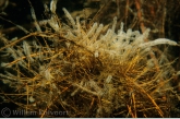Klokdiertjes ( Vorticella spec.) tussen de boomwortels.