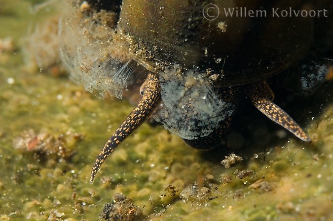 Ciliates on a river snail ( Viviparus contectus )