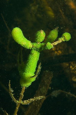 Green trumpet animalcules ( Stentor polymorphus )