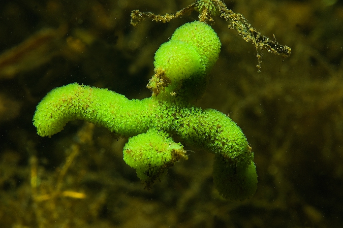 Groene trompetdiertjes ( Stentor polymorphus ).