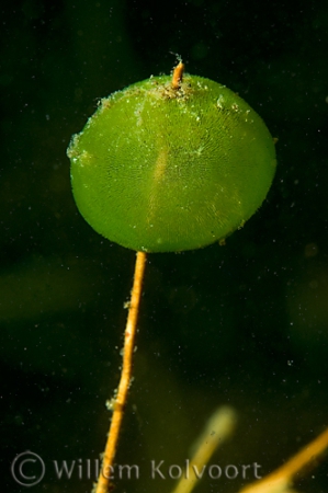 Groene geleikogeldiertjes ( Ophrydium  versatile ).