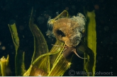 Ciliatus on a Ramshorn snail ( Planorbus corneus )