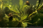 Geat pond snails ( Lymnaea stagnalis ) with eggs of the edible frog ( Rana esculenta )