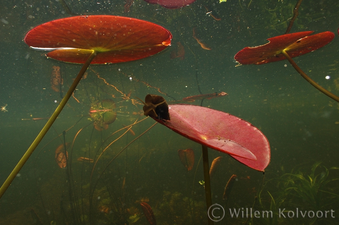 Great pond snail ( Lymnaea stagnalis )  on white water-lily