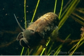 Ramshorn snail (Planorbis corneus ) with ciliates ?