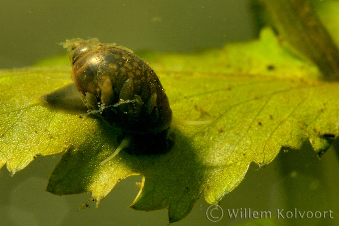 Bladder snail (Physa fontinalis )