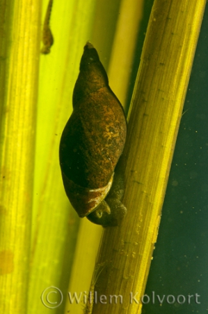 Marsh snail ( Lymnaea palustris )