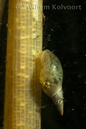 Great pond snail ( Lymnaea stagnalis )