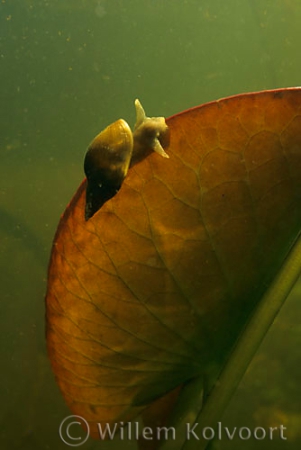 Great pond snail ( Lymnaea stagnalis ) 