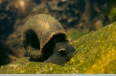 Ramshorn snail (Planorbis corneus )