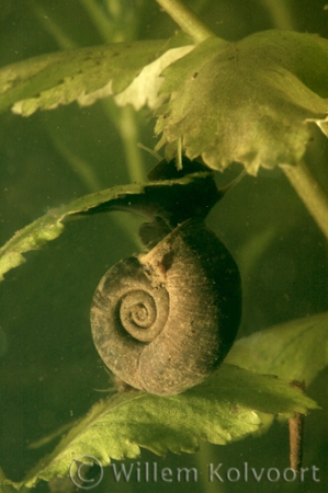 Ramshorn snail (Planorbis corneus )