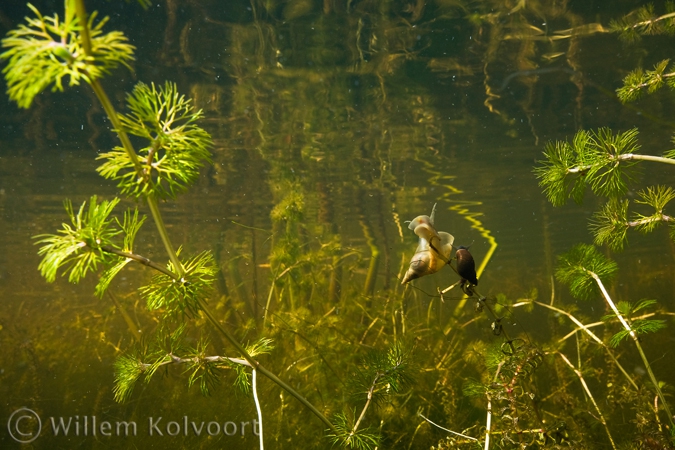  Great pond snail ( Lymnaea stagnalis ) and marsh snail ( Lymnaea palustris ) 