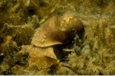 Ear snail ( Lymnaea auricularia )