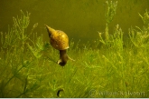 Great pond snail ( Lymnaea stagnalis ) in stonewort