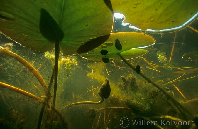 Ramshorn Snails under the White Water-lily