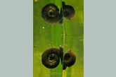 Posthorenslakken  ( Planorbis corneus ) met spiegelbeeld.